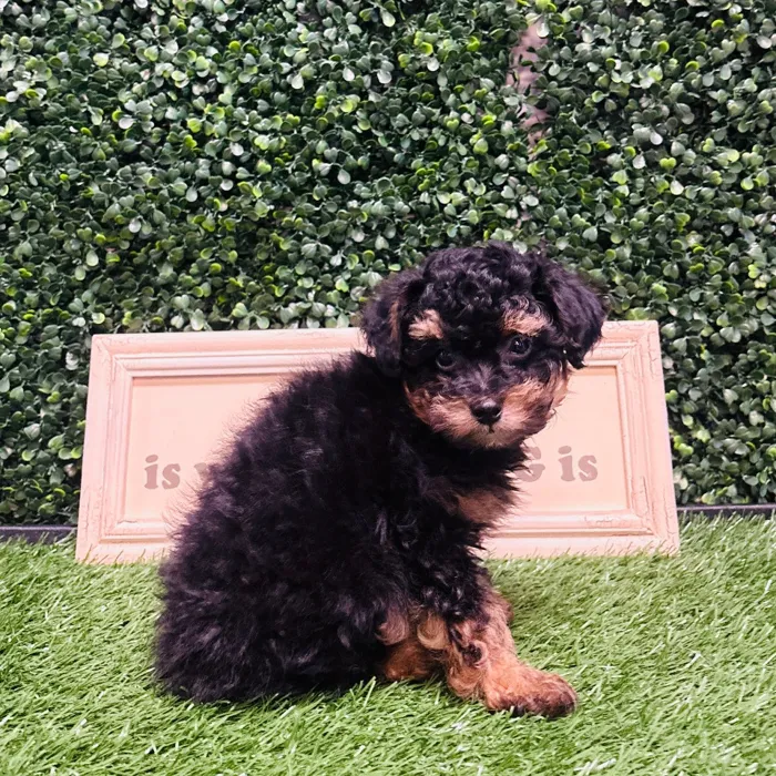 Male Poodle Toy puppy named Evan for sale at Puppy Dreams - Memphis.