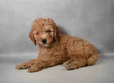 Male Poodle puppy for sale at Puppy Dreams - Memphis.
