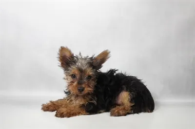 Male Yorkie puppy for sale at Puppy Dreams - Memphis.