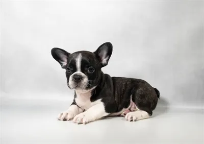 Male French Bulldog puppy named Danny for sale at Puppy Dreams - Memphis.