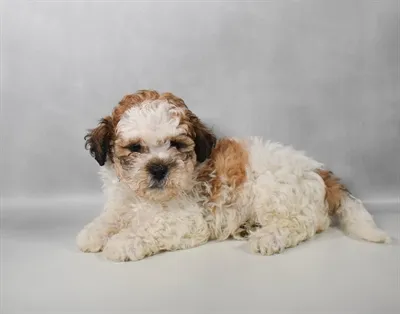 Male Teddy Bear puppy for sale at Puppy Dreams - Memphis.