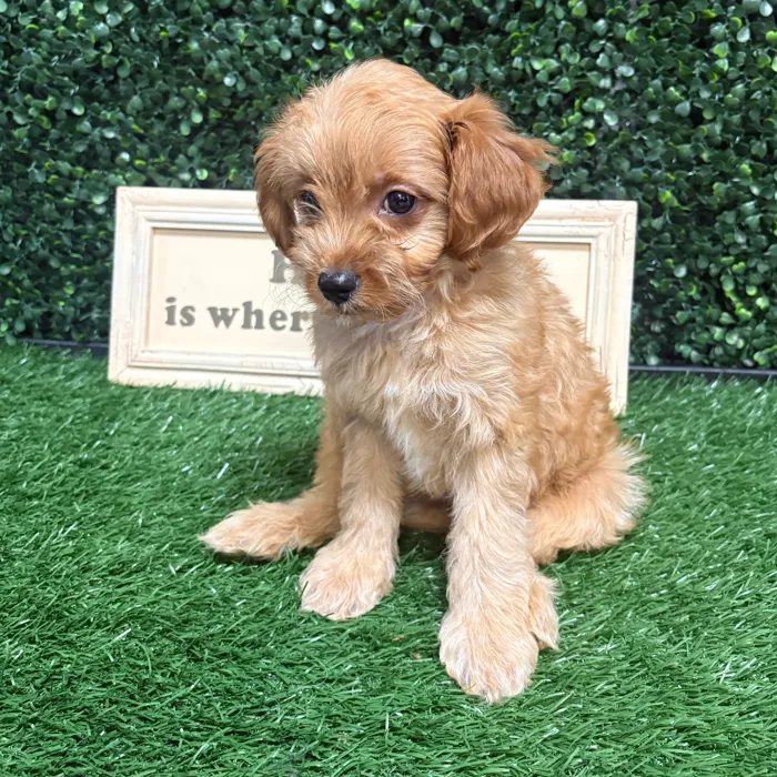 Male Cavapoo puppy named Sodapop for sale at Puppy Dreams - Memphis.