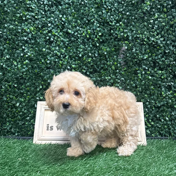 Male Mini Poodle puppy named Caramel for sale at Puppy Dreams - Memphis.