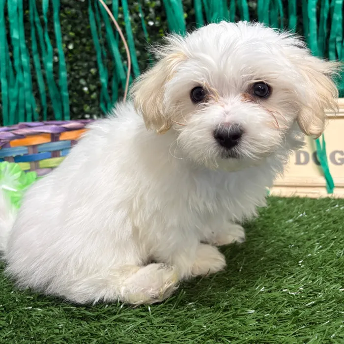 Male Maltese puppy named Banks for sale at Puppy Dreams - Memphis.
