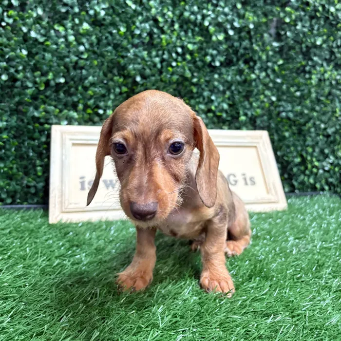 Male Dachshund puppy named Robo for sale at Puppy Dreams - Memphis.