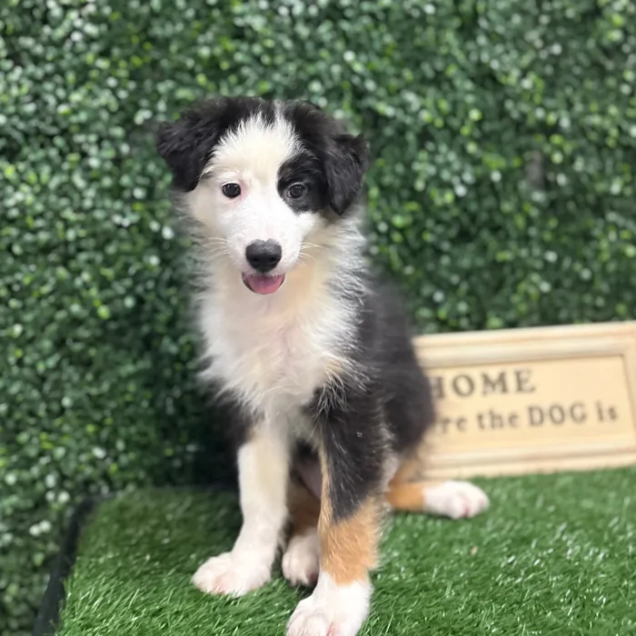 Male Miniature American Shepherd puppy named Muzan for sale at Puppy Dreams - Memphis.