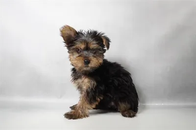 Male Yorkie puppy for sale at Puppy Dreams - Memphis.