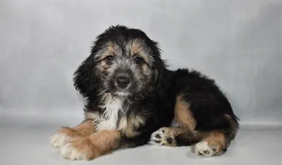 Female Aussiedoodle puppy for sale at Puppy Dreams - Memphis.