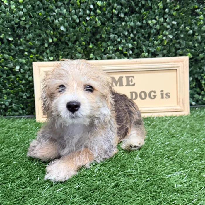 Female Morkie puppy named Lady Bug for sale at Puppy Dreams - Memphis.