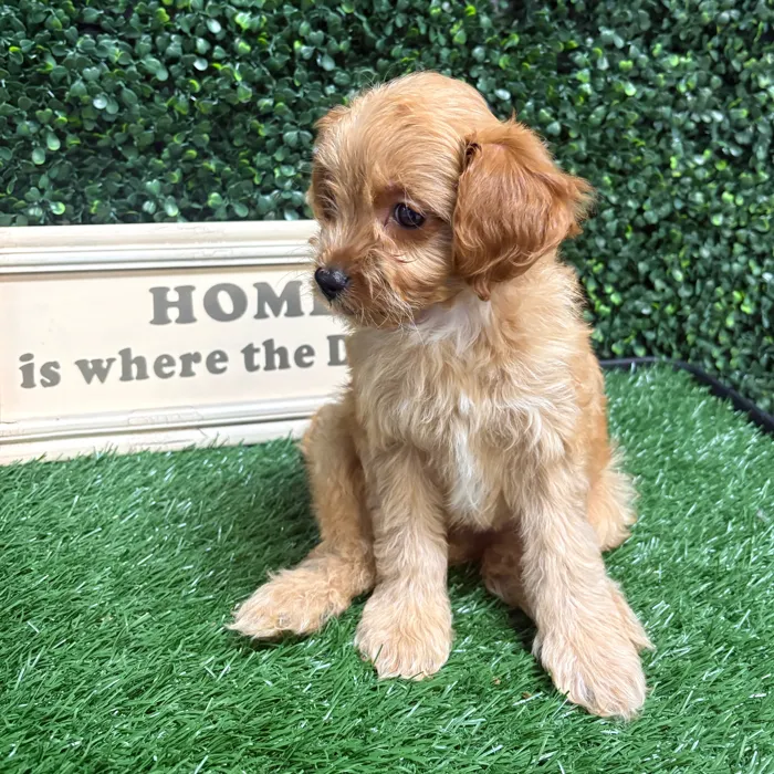 Male Cavapoo puppy named Sodapop for sale at Puppy Dreams - Memphis.