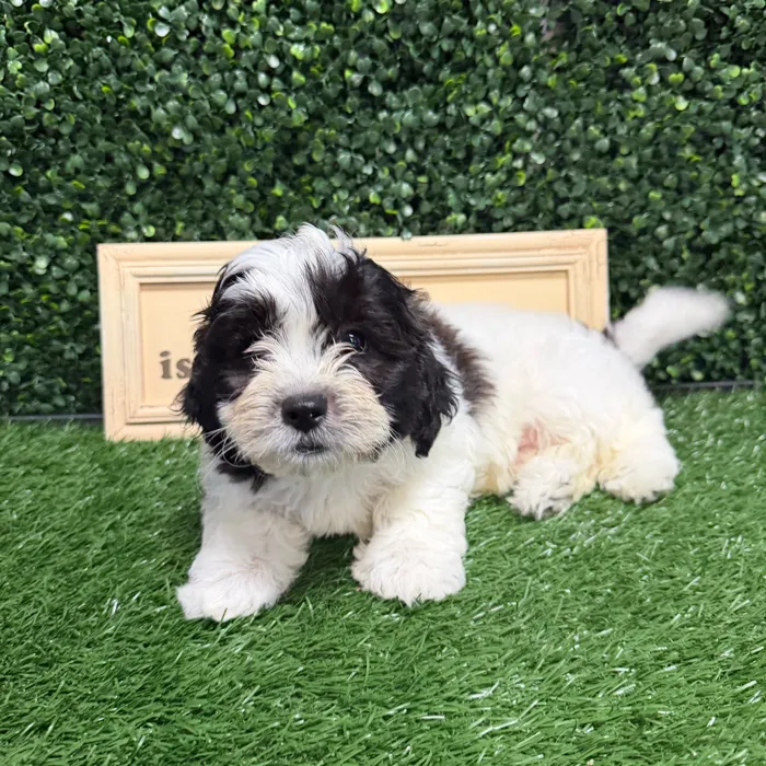 Male Teddy Bear puppy named Luke for sale at Puppy Dreams - Memphis.