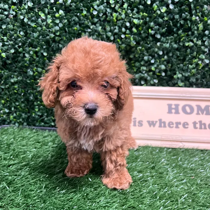 Male Toy Poodle puppy named Frito for sale at Puppy Dreams - Memphis.