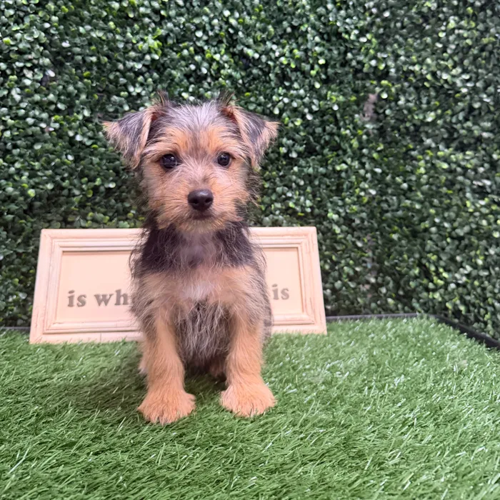 Male Silkese puppy named Snopy for sale at Puppy Dreams - Memphis.