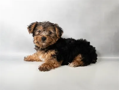 Male Yorkie puppy named Pou for sale at Puppy Dreams - Memphis.