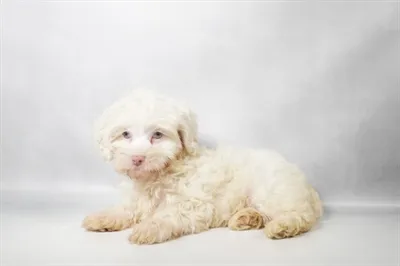 Male Hybrid puppy for sale at Puppy Dreams - Memphis.