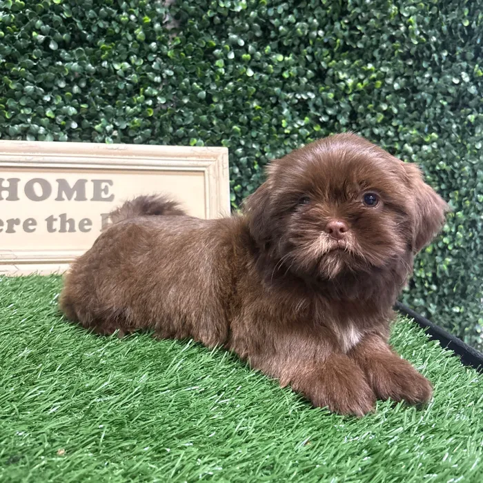 Female Shih Tzu puppy named Moca for sale at Puppy Dreams - Memphis.