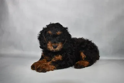 Male Cockapoo puppy for sale at Puppy Dreams - Memphis.