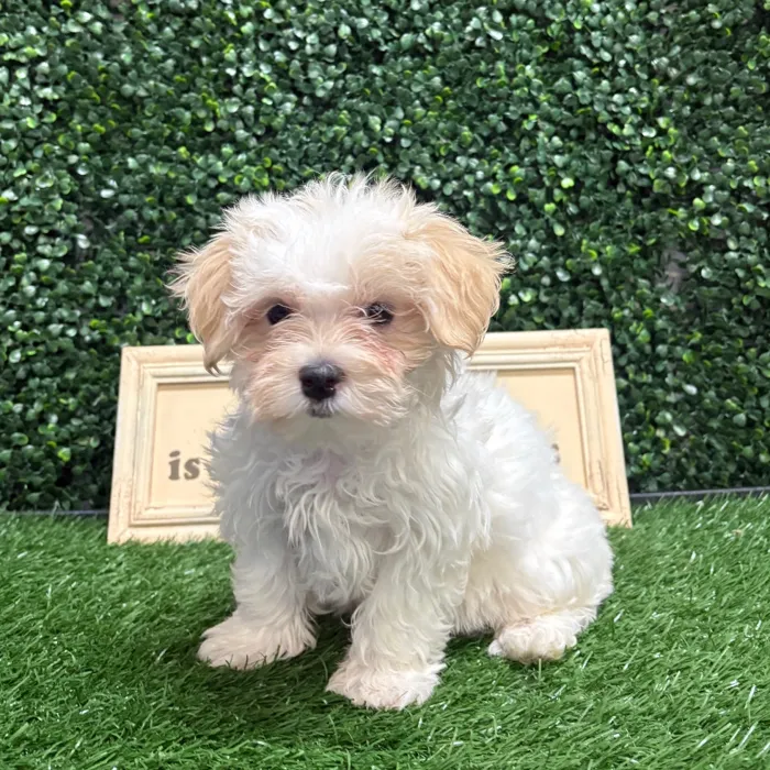 Female Maltipoo puppy named Ladi for sale at Puppy Dreams - Memphis.