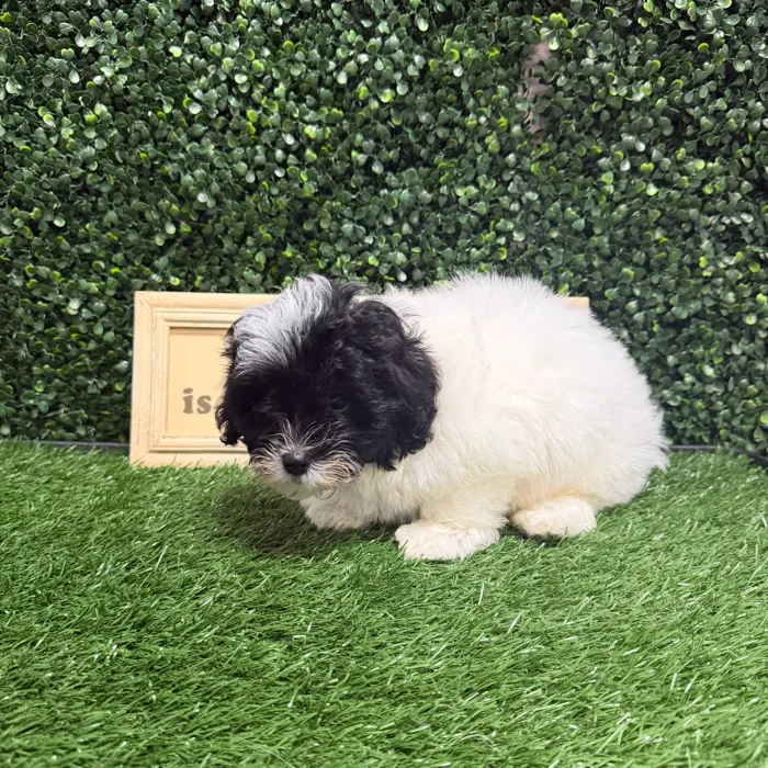 Male Teddy Bear puppy named Hermes for sale at Puppy Dreams - Memphis.
