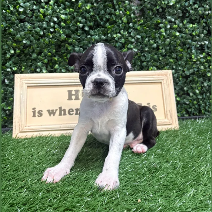 Male Boston Terrier puppy named Hammy for sale at Puppy Dreams - Memphis.