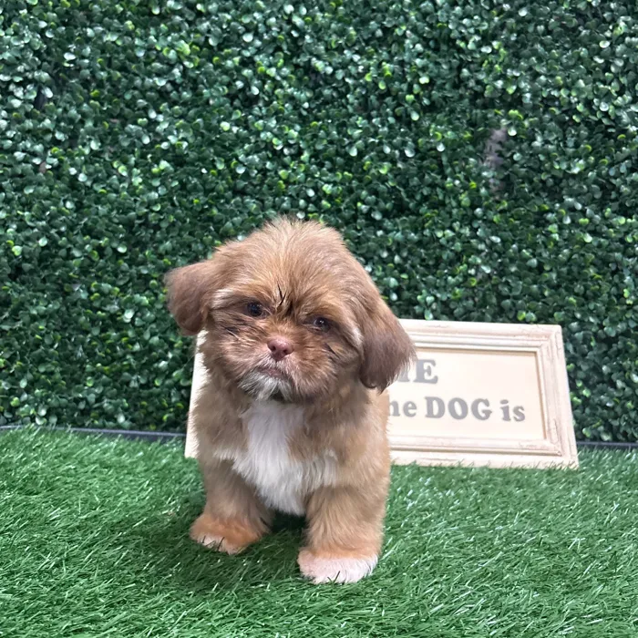 Female Shih Tzu puppy named Momo for sale at Puppy Dreams - Memphis.