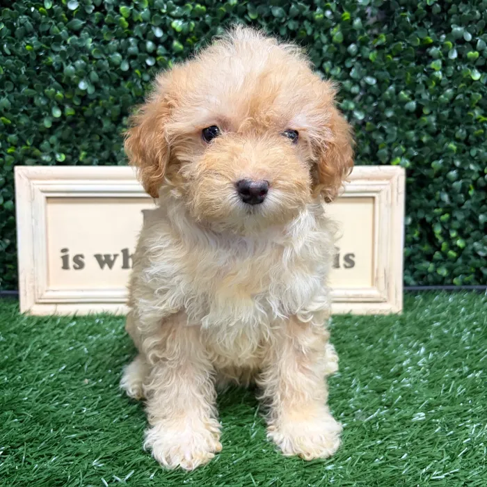 Female Mini Poodle puppy named Dolly for sale at Puppy Dreams - Memphis.