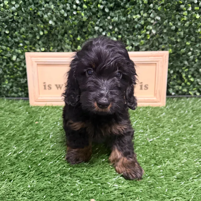 Male Dachshund puppy named Bengal for sale at Puppy Dreams - Memphis.