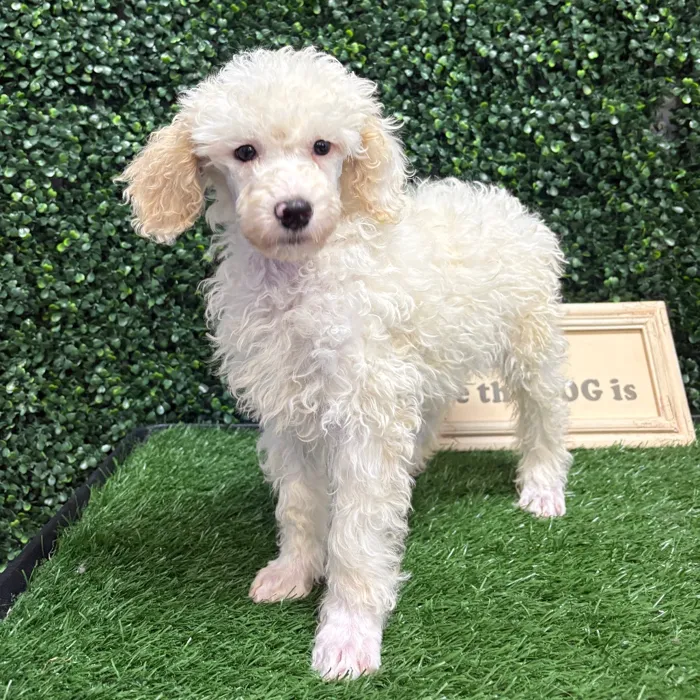 Male Poodle puppy named Peter for sale at Puppy Dreams - Memphis.