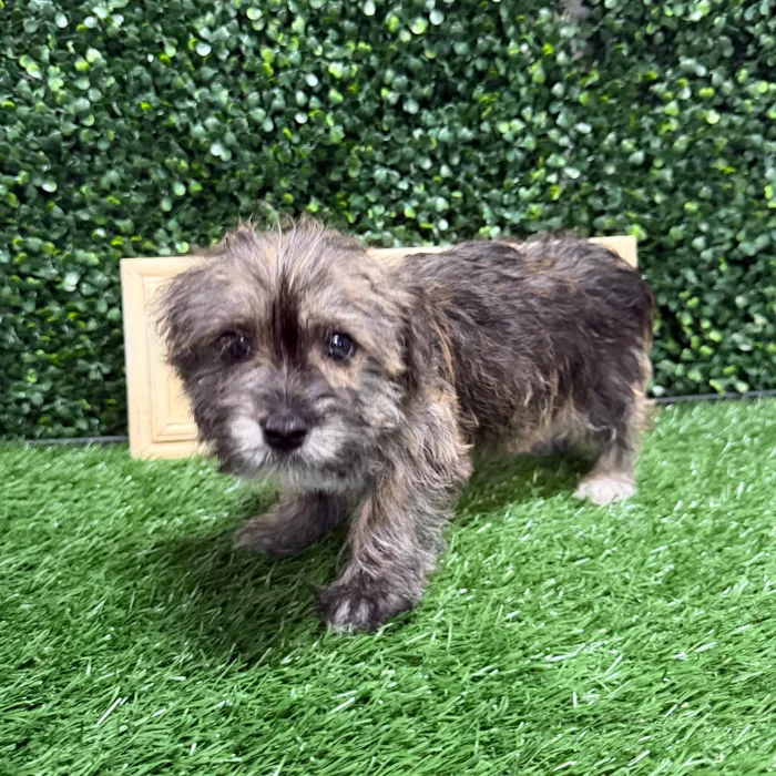 Male Morkie puppy named Bee for sale at Puppy Dreams - Memphis.