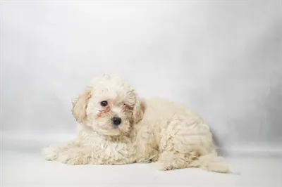 Male Hybrid puppy for sale at Puppy Dreams - Memphis.
