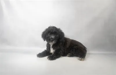 Male Yochon puppy named Dingo for sale at Puppy Dreams - Memphis.